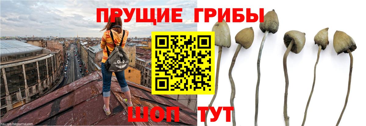 Псилоцибиновые грибы Psilocybe  наркота  Лесной  Вход с VPN 